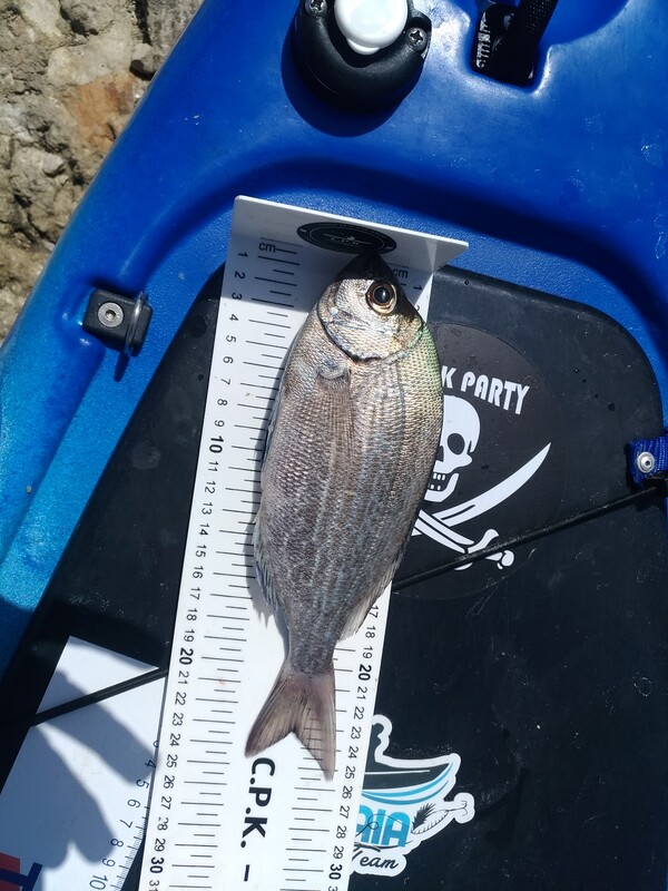 Fish Measure Picture